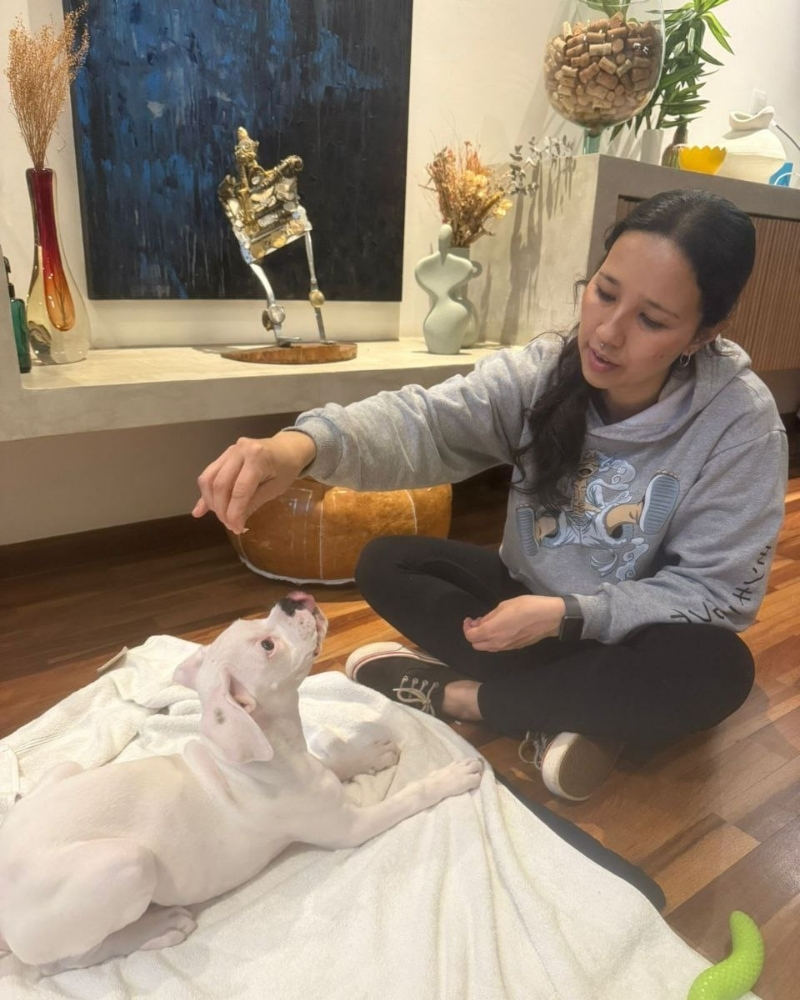 Adestramento Cães de Família